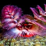 Annelida: The Amazing World of Earthworms & Marine Worms