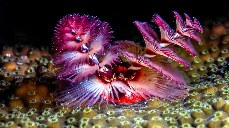 Annelida: The Amazing World of Earthworms & Marine Worms