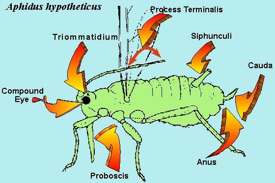 diagram of siphunculi in relation to aphid anatomy