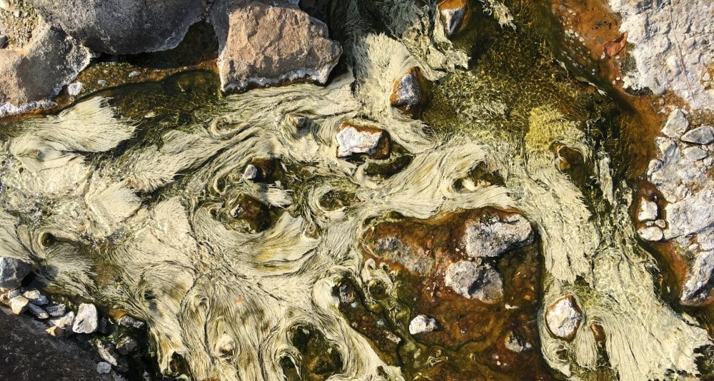 characteristics of archaea shown in hotspring