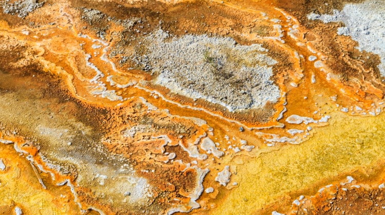 archaea vs bacteria in microbial mat