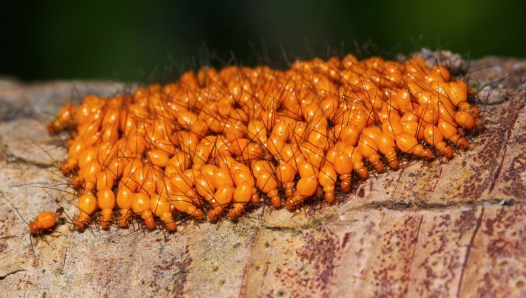 bark lice nymphs