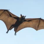 How Do Bats Fly: The Mechanics Of Flight & Lift Explained