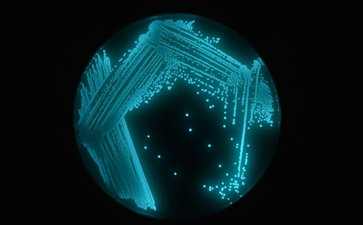 BioLuminescent Proteobacteria