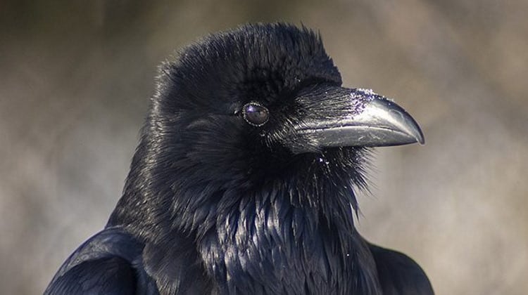 bird intelligence crow