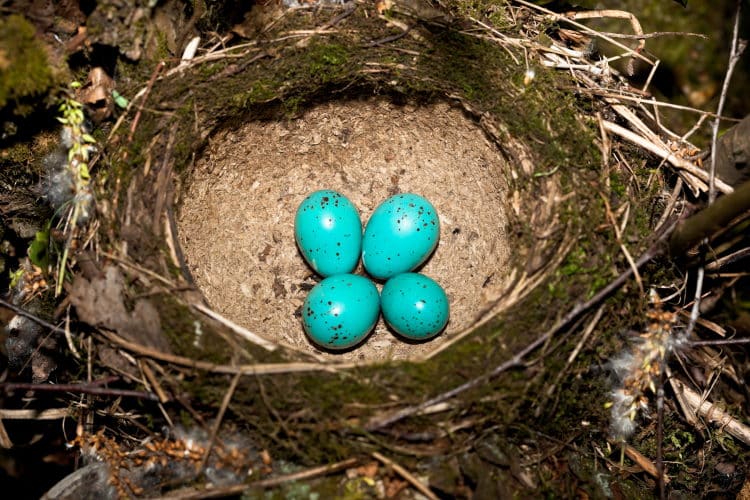 cup shaped bird nest