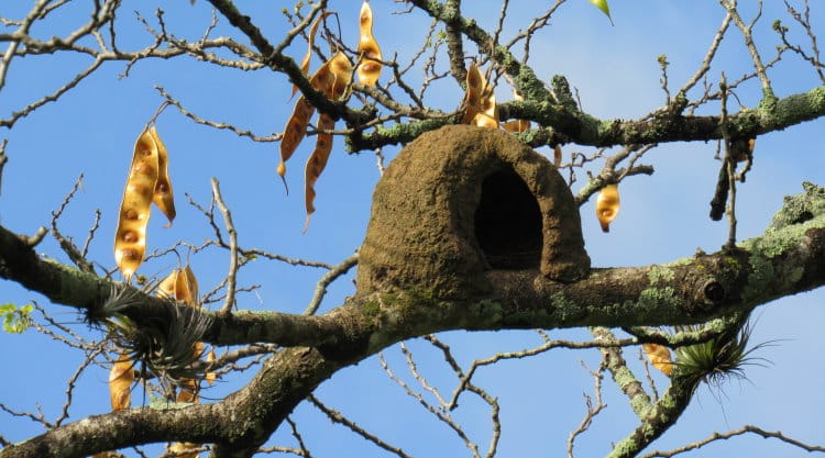bird that has built mud nest on tree