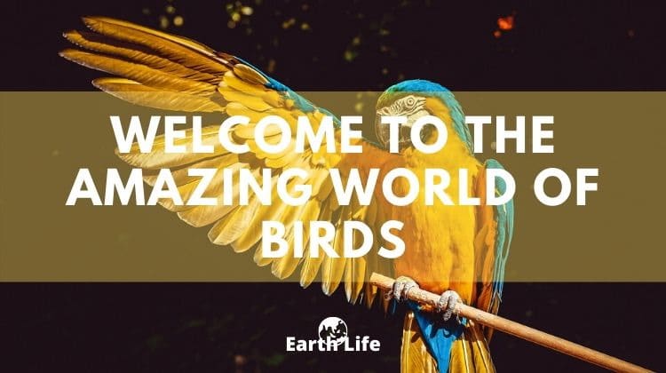 list of bird facts header