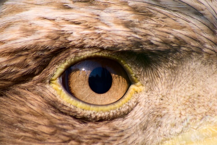 Bird Eyes: Exactly How Does A Bird’s Vision Work?