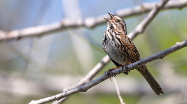 bird song robin