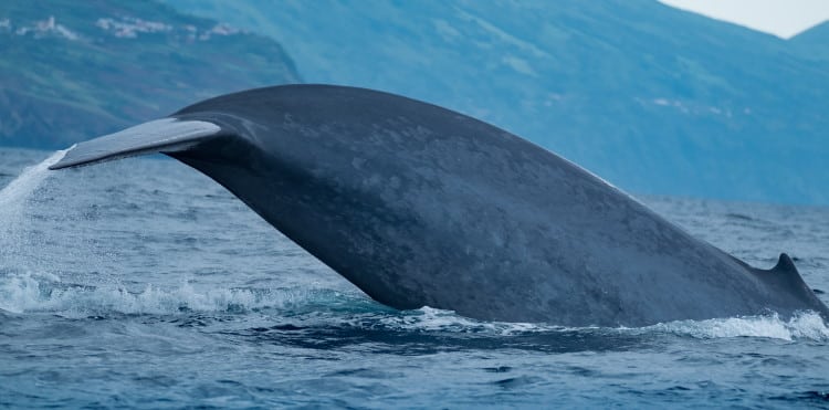 blue whale facts