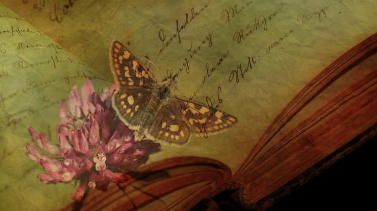 13 Best Books About Butterflies (That I’ve Actually Read)