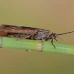 Trichoptera: The Case Building Order Of The Caddisfly