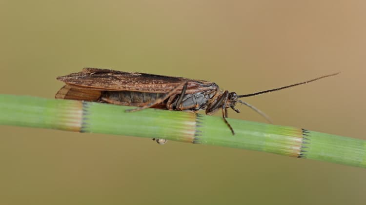 Trichoptera: The Case Building Order Of The Caddisfly
