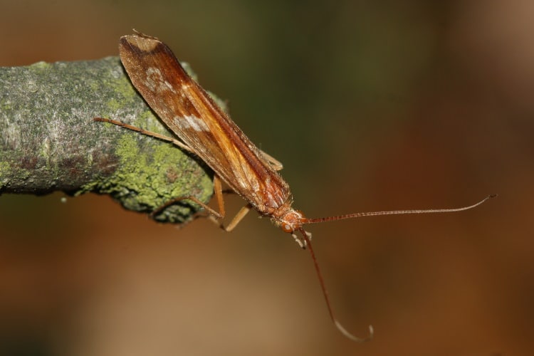 caddisfly on branch