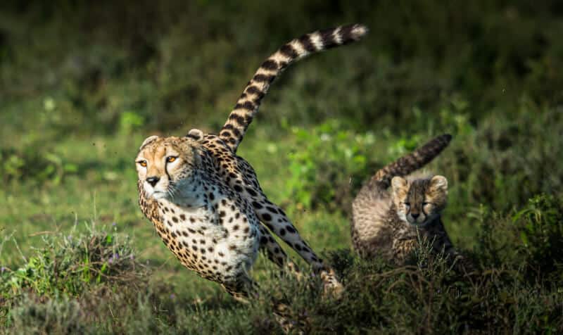 Cheetah running fastest land animal world