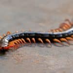 Centipedes 101: The Incredible World Of Class Chilopoda