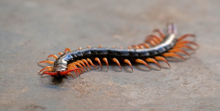 Centipedes 101: The Incredible World Of Class Chilopoda
