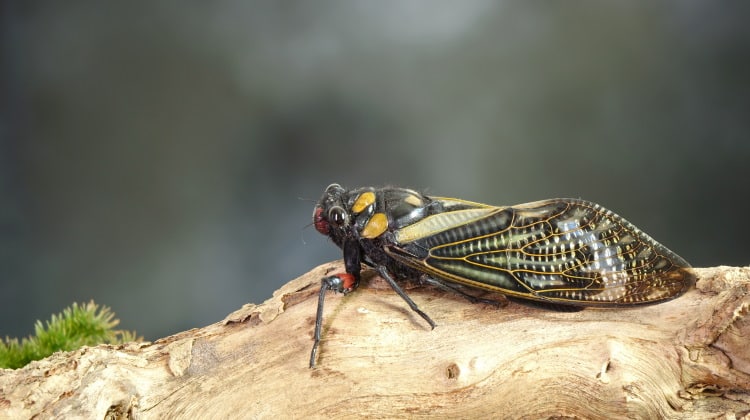 Cicadas 101: The Singing, Musical World Of Family Cicadidae