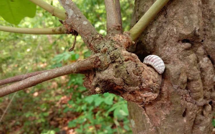 tree with cicada eggs