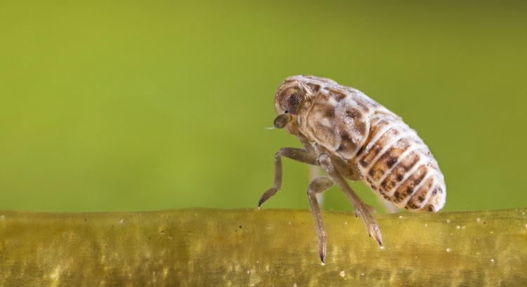 cicada nymph or larvae