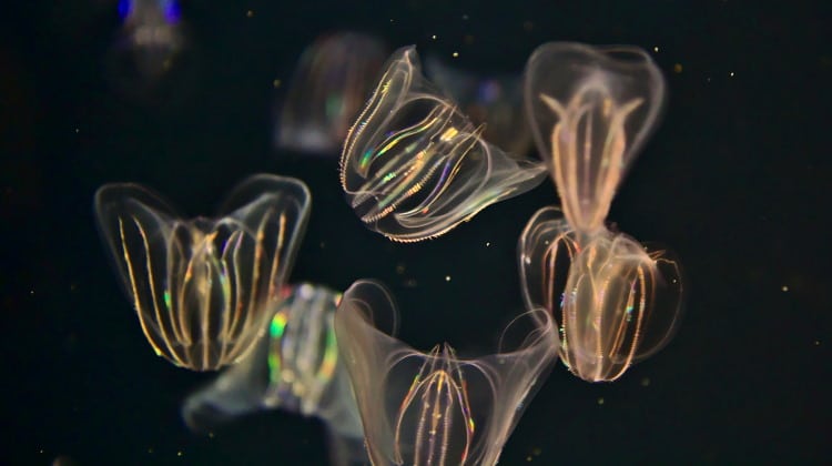 Ctenophora: Phylum Of The Delicate & Beautiful Comb Jelly