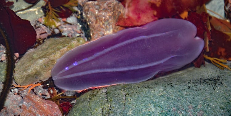 purple comb jelly