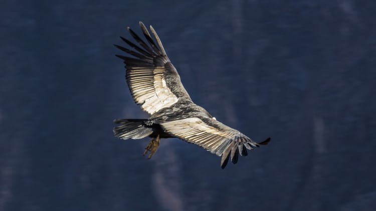 condor bird flying