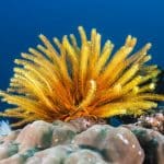 Crinoids: The Weird World of Feather Stars & Sea Lilies