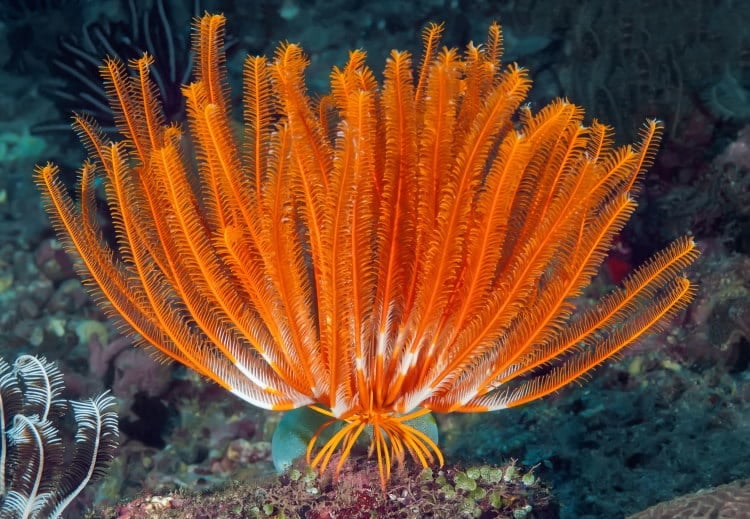 sea lily on top of coral