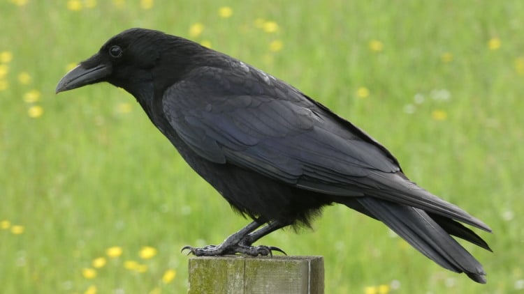 Corvus: Genus Of The Jackdaw, Rook & Crow