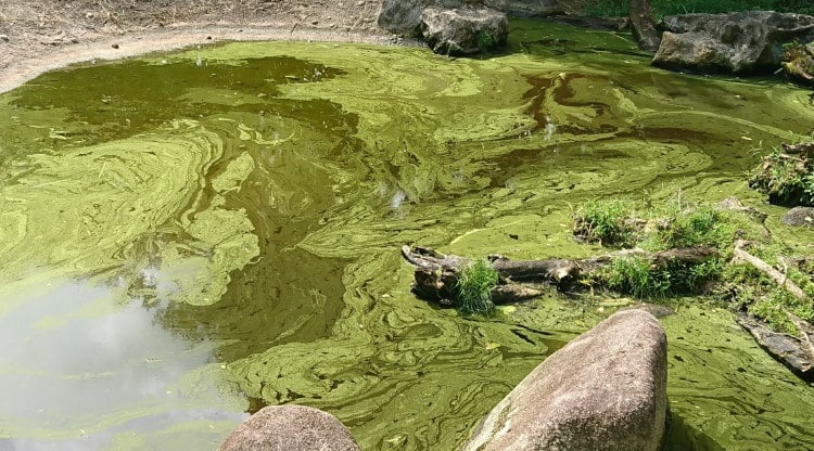 Cyanobacteria: The “blue green” algae (that aren’t algae at all)