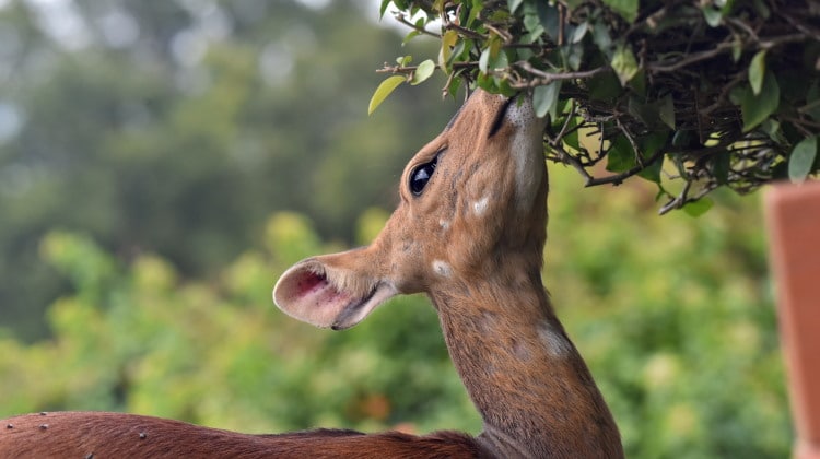 What Do Mammals Eat? A Look at Herbivores, Carnivores & More