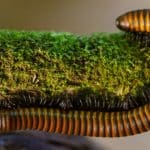 Millipedes 101: The Many Legged World Of Class Diplopoda