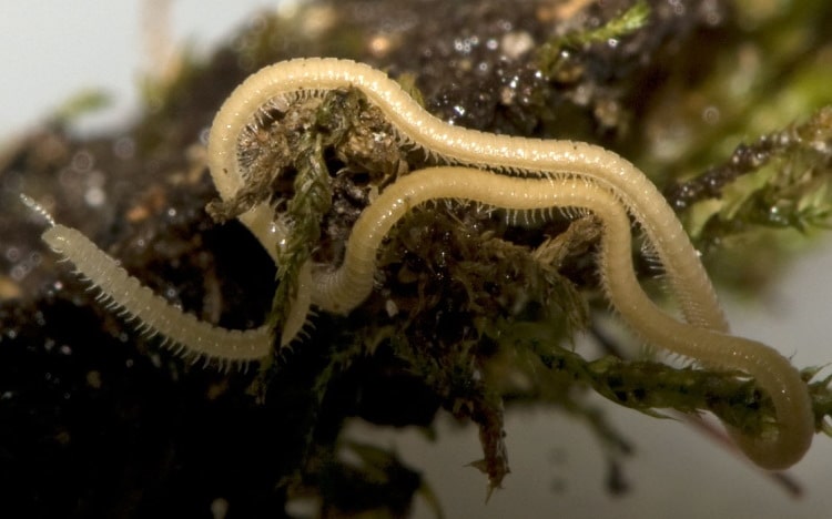 millipede with most legs, Illacme plenipes