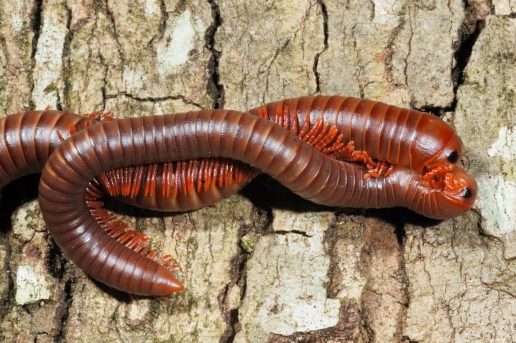 Giant Millipedes Mating