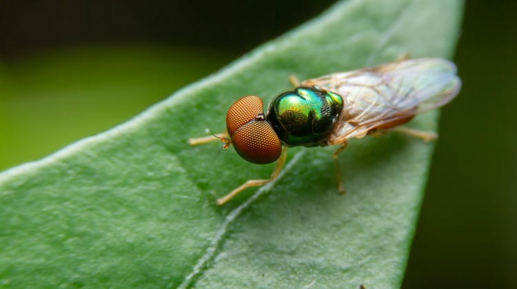 diptera Dolichopodidae
