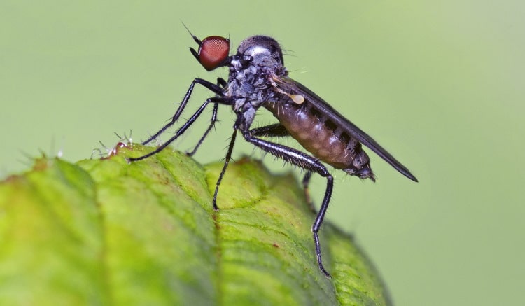Dance fly Family Empididae