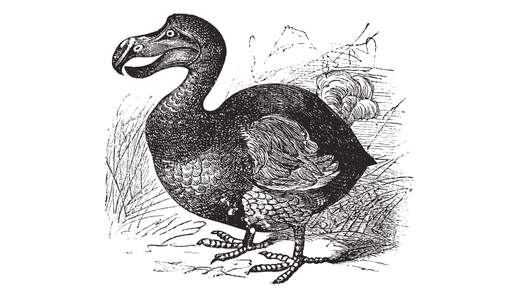 380 Years Of Extinct Birds – Including The Infamous Dodo & Great Auk