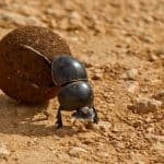 Dung Beetles 101: Praise For The Humble (But Useful) Scarab
