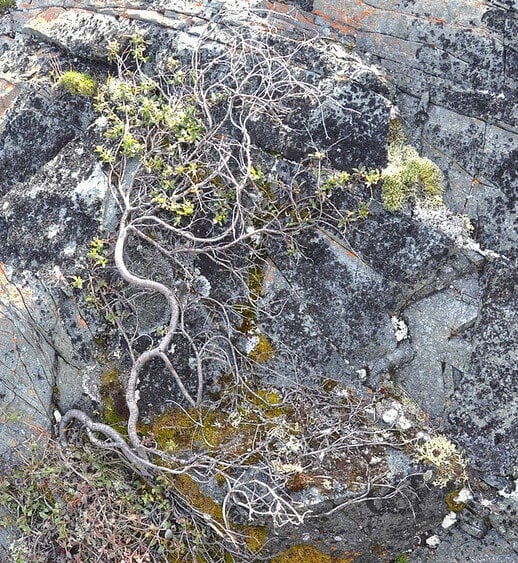 Dwarf Willow on a rock