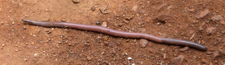 earthworm class Clitellata 