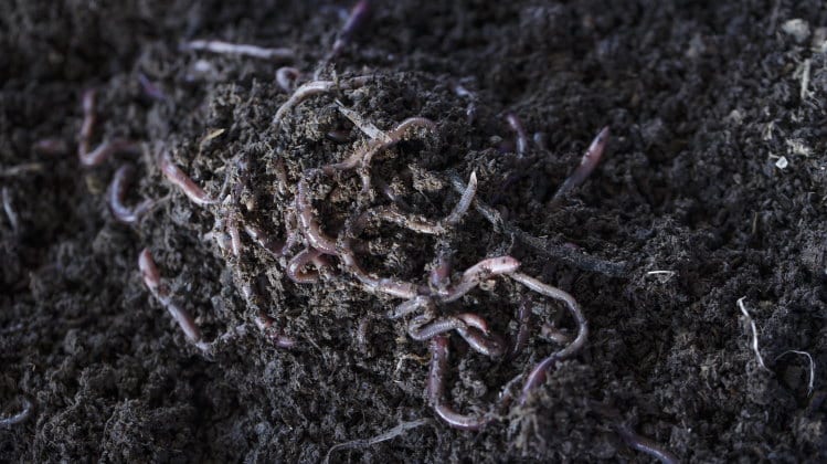 earthworm role in soil creation
