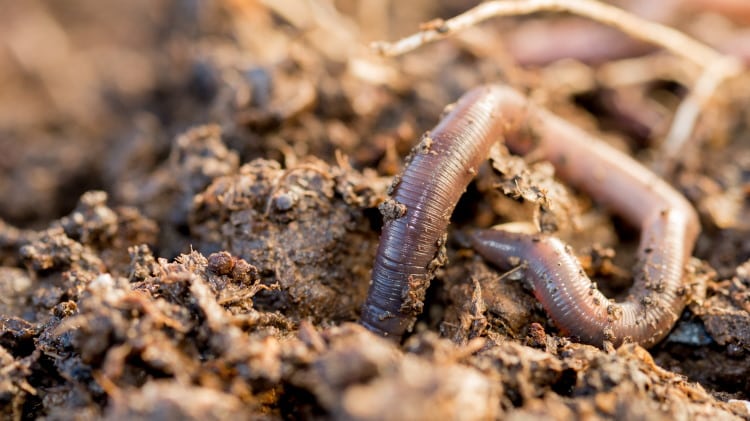 Oligochaeta: The Anatomy & Reproduction Of The Humble Earthworm