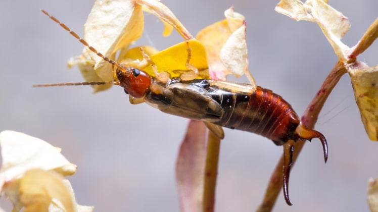 Dermaptera: The Unusually Caring World Of Earwigs