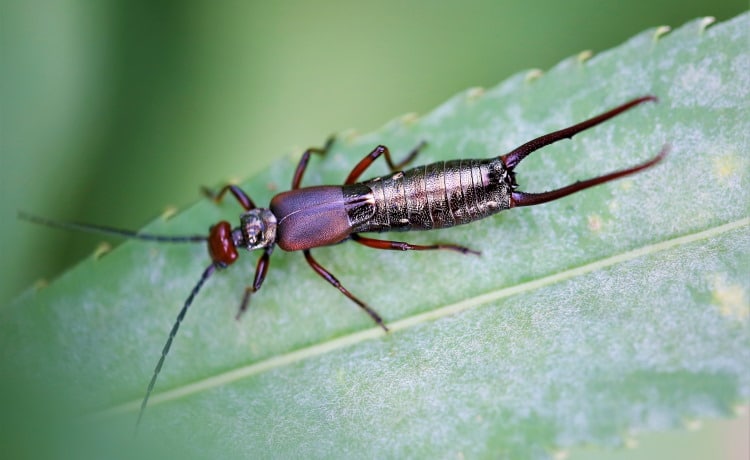earwig from china