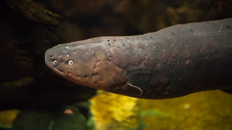 Electric Fish 101: From Electrocytes To ‘Ampullae of Lorenzini’ Explained