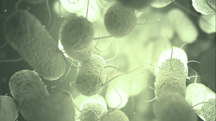 Proteobacteria: The 16 Major Groups Examined