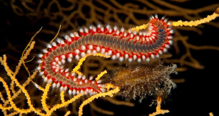 fireworm from phylum annalida