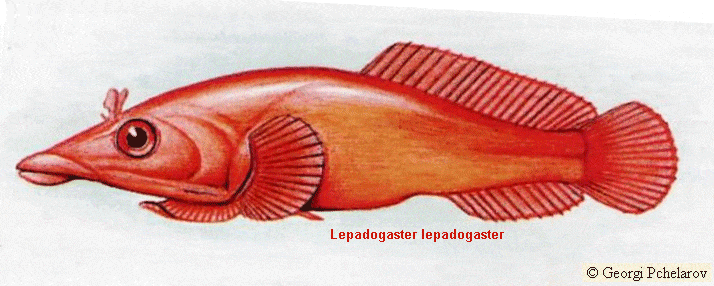 fish anatomy master page